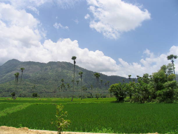 istock Landscape, Paddy fields, Nemmara, Palakkad, Kerala, India. 1169522057