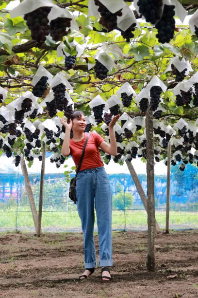 istock young woman picking grape in vineyard in Japan 1169524214