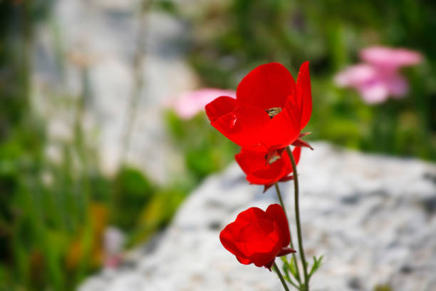 Bright red field flowers on a meadow between stones