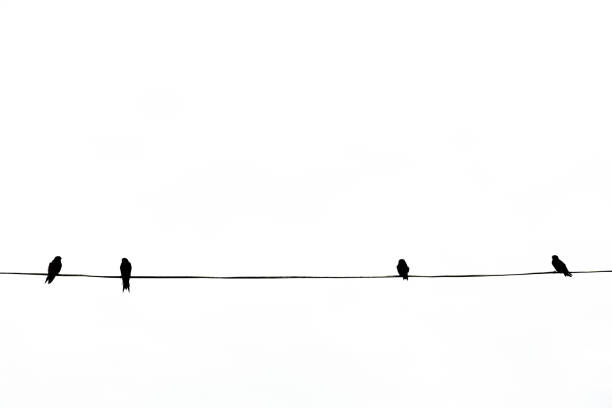 istock birds sitting on a wire isolated, birds is on the electric cable 1169526100