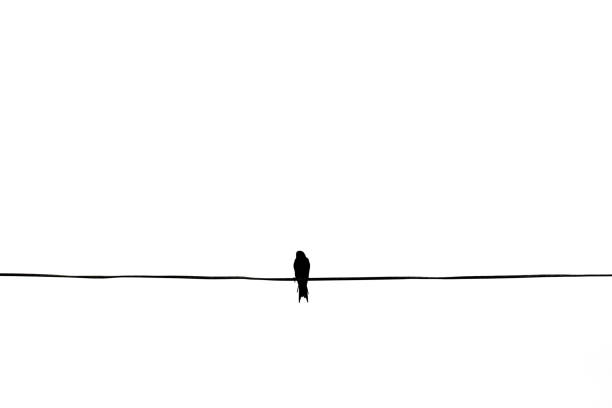 istock Alone birds on a wire, two birds is on the electric cable, isolated 1169526135