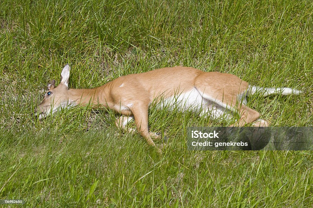 Roadkill-mort Deer sur l'assistance routière. - Photo de Accident bénin libre de droits