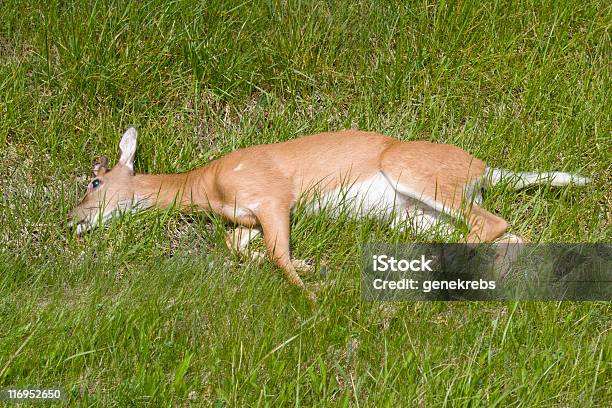 Photo libre de droit de Roadkillmort Deer Sur Lassistance Routière banque d'images et plus d'images libres de droit de Accident bénin - Accident bénin, Animal mort, Bord de route
