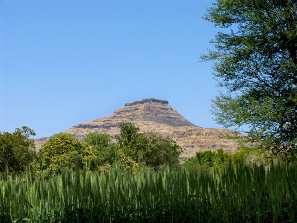 istock Wheat field landscape. Maharasthra, India 1169526611