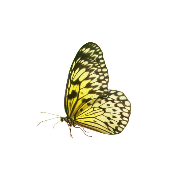 istock Yellow with black streifens butterfly, isolated on white 1169526663