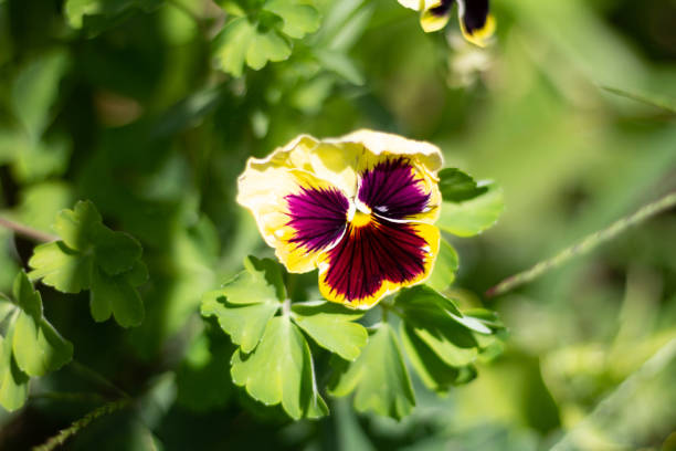 withered pansy stock photo