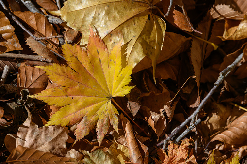 Fallen leaves in forest of Nikko