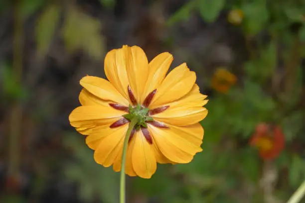 Yellow Gerbera flower shot from the back