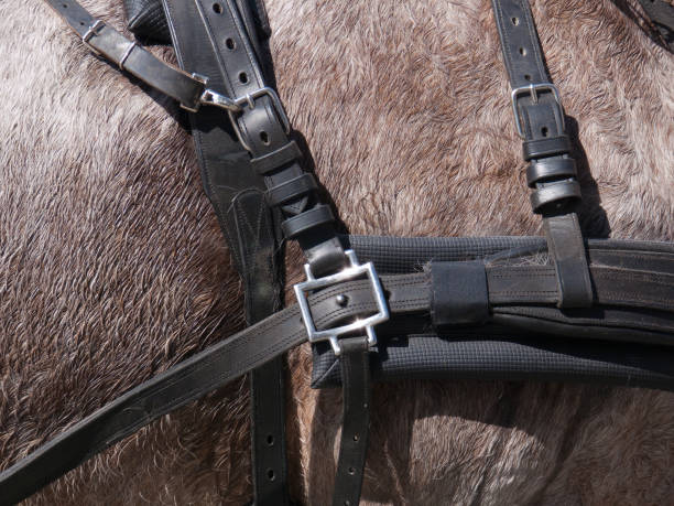 détails d'un cheval de calèche avec des détails des lanières - leather harness photos et images de collection