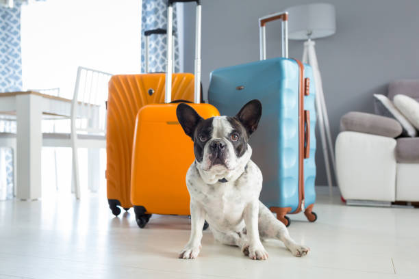 istock French bulldog waiting at travel baggages 1169529794