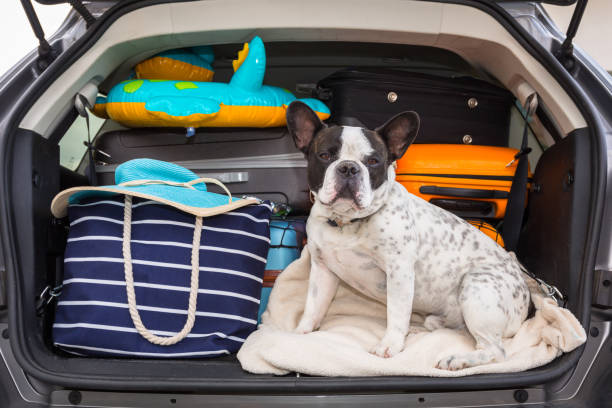 o buldogue francês senta-se no tronco de carro com a bagagem pronta para ir - beach suitcase vacations summer - fotografias e filmes do acervo