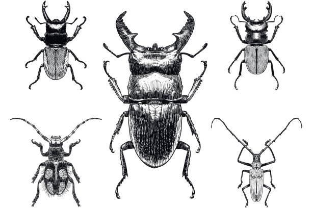 stockillustraties, clipart, cartoons en iconen met set van vijf tekeningen van insecten, onder hen hert kever op witte achtergrond - kever