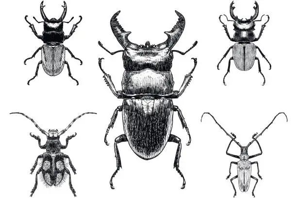 Vector illustration of Set of five drawings of insects, among them stag beetle on white background