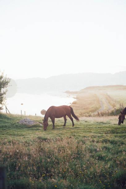 istock Horses in a misty sunrise scene 1169530900