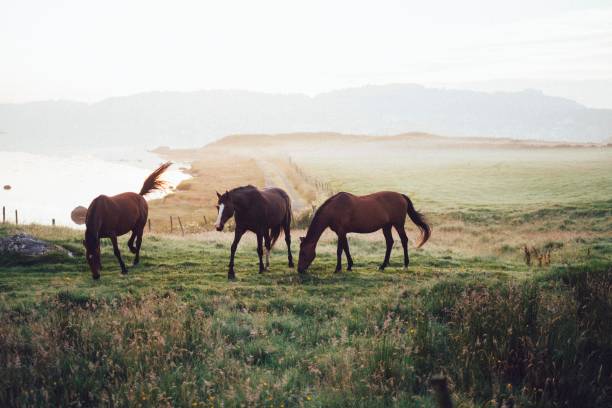 istock Horses in a misty sunrise scene 1169530941