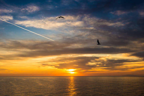 istock Birds flying during sunset in Mediterranean sea 1169531164
