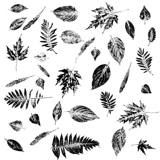 다른 잎의 흑백 우표. 인그레이빙 실루엣. 식물 그림 요소. - fern textured nature tree stock illustrations