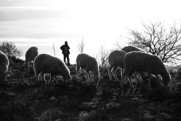istock Sheep Herd And Sheep Shepherd In Background Is Appeared As Silhouette 1169532565