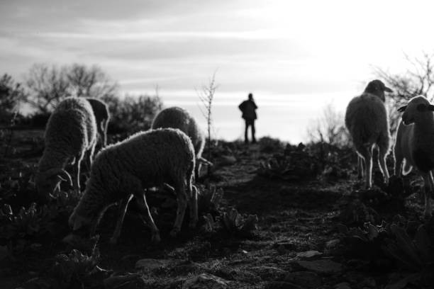 Black and white photo. Sheeps scattered in the foreground. Shepherd in the background. Appears as a silhouette. Adult, Adults Only ,Black And White, Close-up, Cultures, Editorial, Horizontal, Image Focus Technique, Izmir, Meadow, Nature, One Man Only, One Person, People, Portrait, Selective Focus,