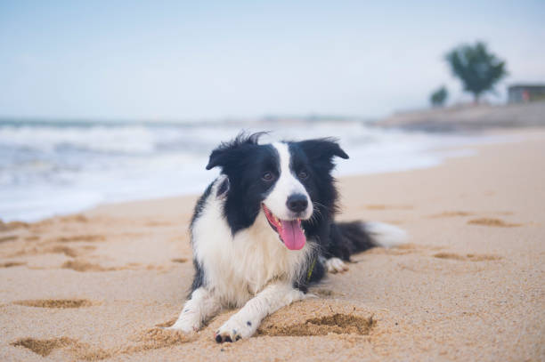 istock Shepherd dog kneeling on the beach by the sea 1169533237