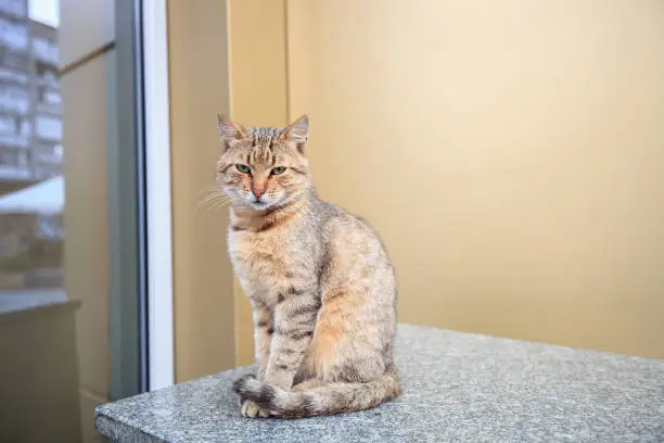 Homeless tabby cat sitting on city street near house