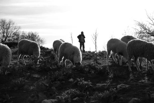 istock Sheep Herd And Sheep Shepherd In Background Is Appeared As Silhouette 1169533999