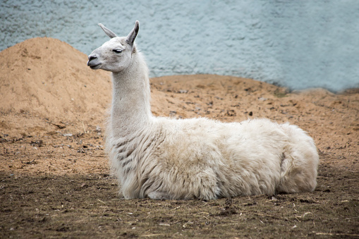 Lama is a South American mammal of the camel family, domesticated by the Andes.It is a large herbivore. They have a thick warm coat that protects from the cold in the highlands.