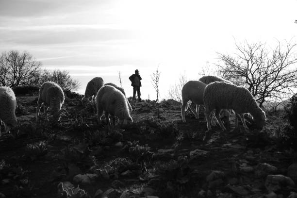istock Sheep Herd And Sheep Shepherd In Background Is Appeared As Silhouette 1169534065
