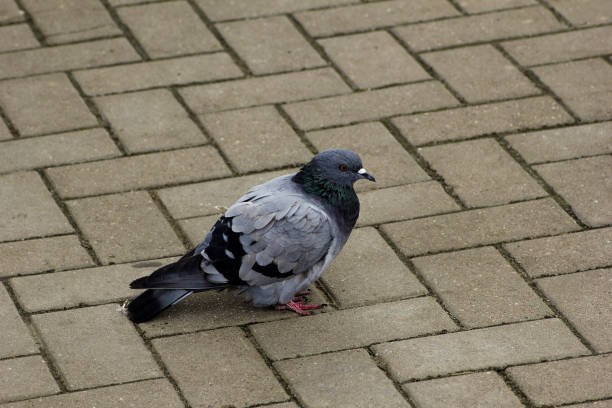 istock Beautiful pigeon on the sidewalk in profile. 1169534750