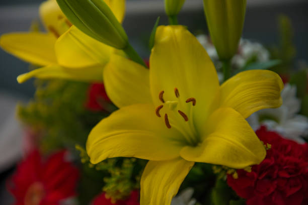 istock Blooming colorful flowers 1169534753