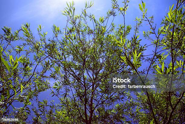 Verde E Blu - Fotografie stock e altre immagini di Agricoltura - Agricoltura, Albero, Ambientazione esterna