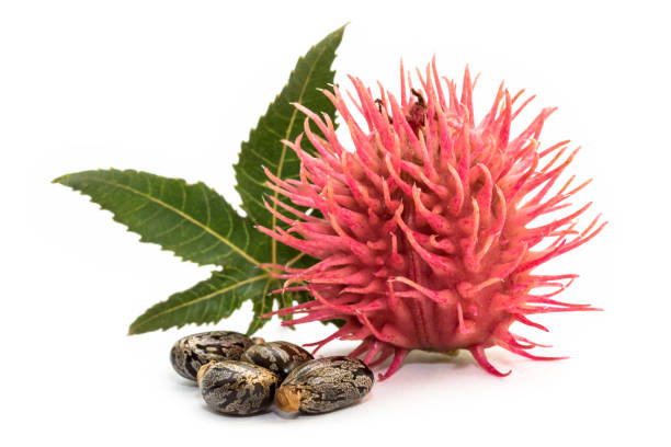 Castor oil seeds Castor oil seeds on white background castor bean plant photos stock pictures, royalty-free photos & images