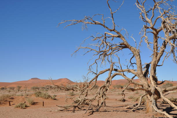 istock Beautiful landscape of Sossusvlei, Namibia 1169535317