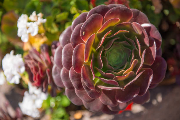 istock Beautiful flowers blooming 1169535378