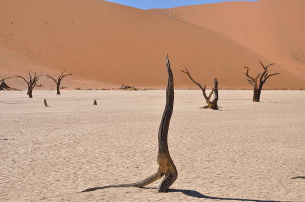 istock View of Deadvlei in Sossusvlei, Namibia 1169535441