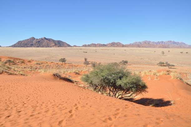 istock Beautiful landscape of Sossusvlei, Namibia 1169535577