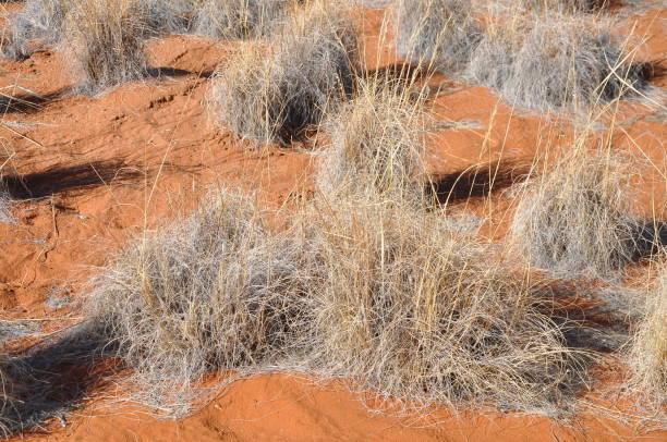 istock Beautiful landscape of Sossusvlei, Namibia 1169535610