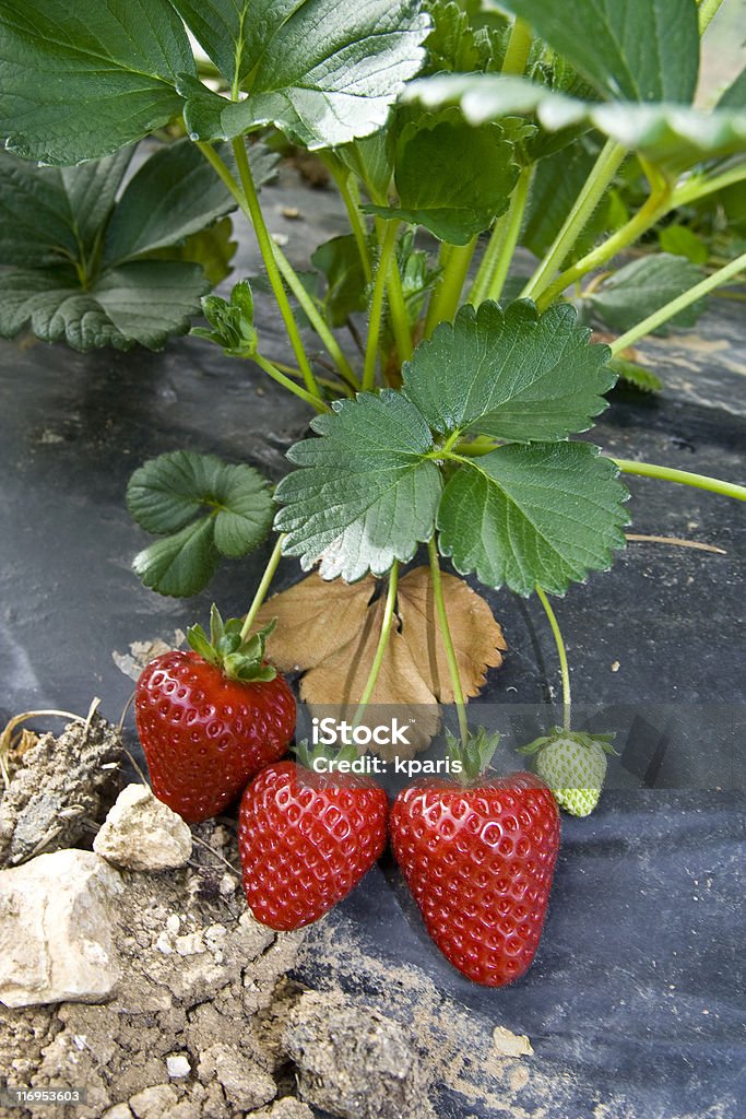 Fresas crecimiento en campo - Foto de stock de Fresa libre de derechos