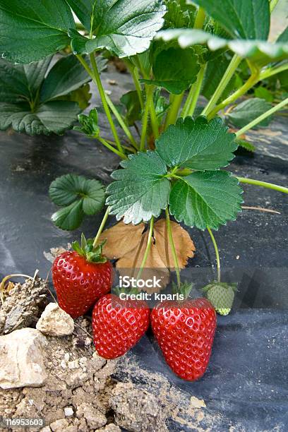 Fresas Crecimiento En Campo Foto de stock y más banco de imágenes de Fresa - Fresa, Aire libre, Campo - Tierra cultivada