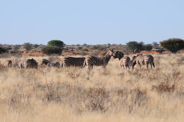 istock herd of zebras in Kalahari, Namibia 1169536169