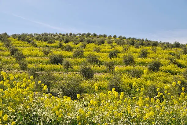 Landscape with olive orchard and oilseed rape blooming in spring,Andalusia,Spain.