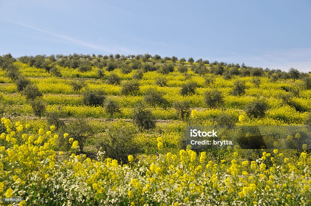 Paisagem com a plantação de oliveiras e a colza, na Andaluzia, Espanha - Foto de stock de Agricultura royalty-free