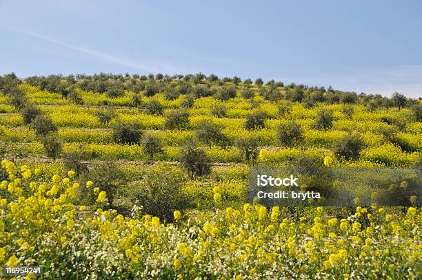 Foto de Paisagem Com A Plantação De Oliveiras E A Colza Na Andaluzia Espanha e mais fotos de stock de Agricultura