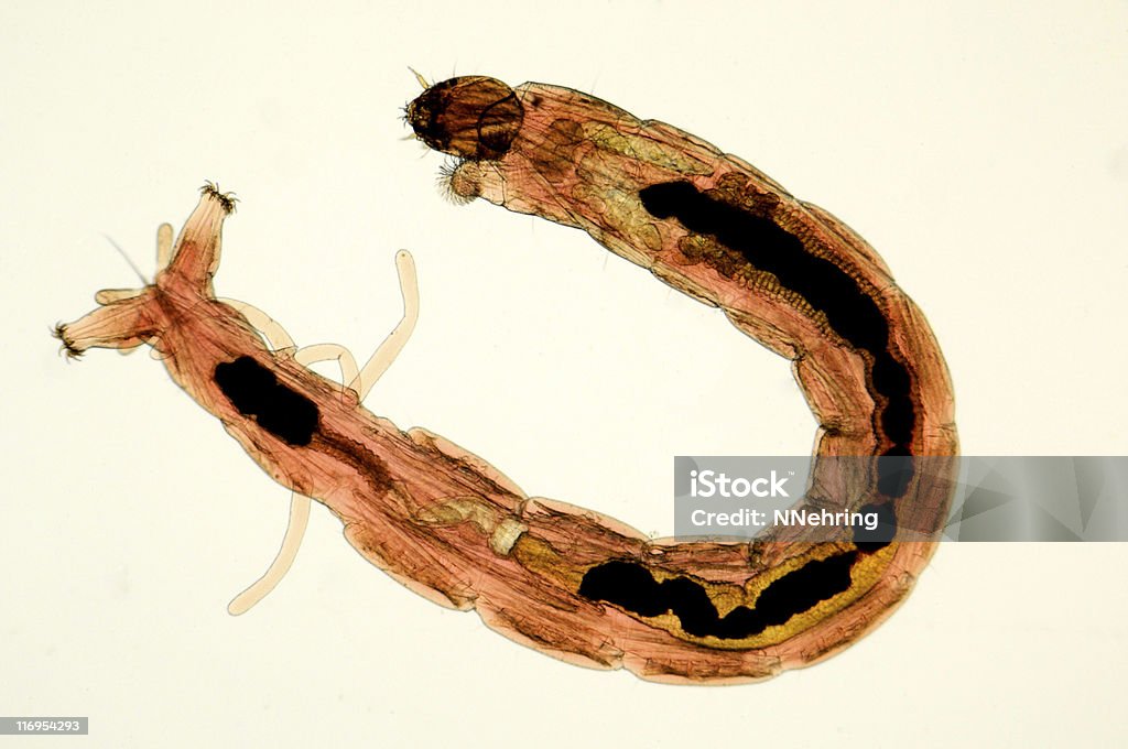bloodworm Aufnahme - Lizenzfrei Gnitze Stock-Foto