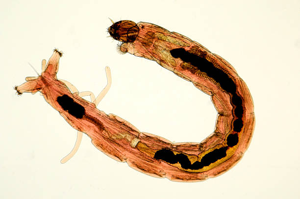 micrografia bloodworm - midge imagens e fotografias de stock