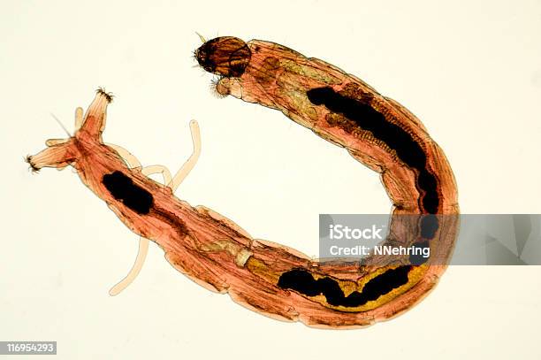 Foto de Micrografia Bloodworm e mais fotos de stock de Chironomus Tentans - Chironomus Tentans, Larva, Ampliação