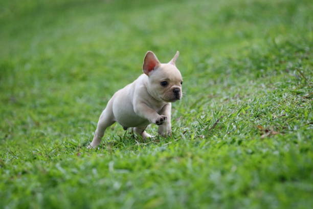 istock french bulldog puppy on grass 1169544931
