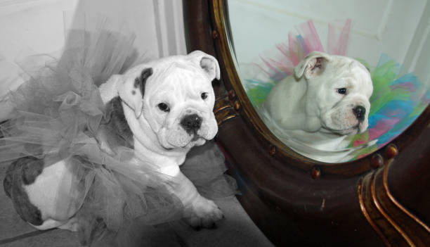 istock White English Bulldog having fun 1169545623