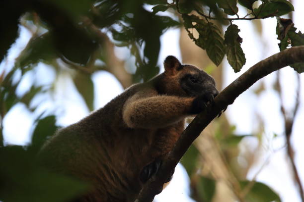 istock A Lumholtz's tree-kangaroo (Dendrolagus lumholtzi) rests high in a tree in a dry forest  Queensland, 1169546436
