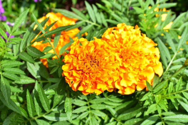 istock Marigolds in the garden 1169546628